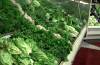 Greens